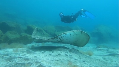 BENEFICIOS DE LA APNEA
